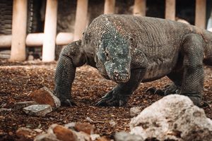 Komodo Varaan op Komodo - Indonesië - foto: flickr