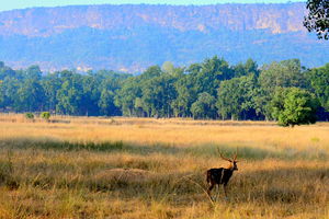 Nationaal Park - Hert - India - foto: flickr