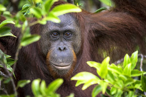 Orang Oetan op Kalimantan - Indonesië - foto: flickr