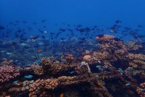 Snorkelen in Pemuteran (Bali) - Indonesië - foto: unsplash