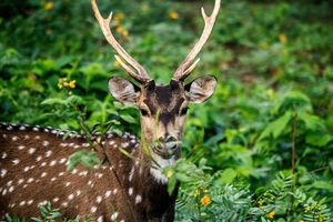 Pench Nationaal Park - Axishert - Chital - India - foto: pixabay