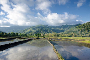 Rijstvelden rondom Moni (Flores) - Indonesië - foto: Canva