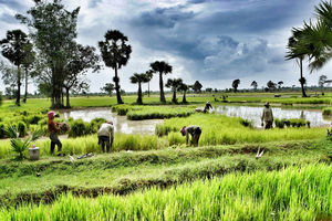 Rijstvelden - Siem Reap - Cambodja - foto: flickr