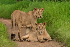 Sasan Gir Nationaal Park - Leeuwinnen - India - foto: flickr