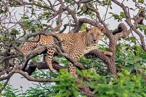 Sasan Gir Nationaal Park - Luipaard in boom - India - foto: flickr