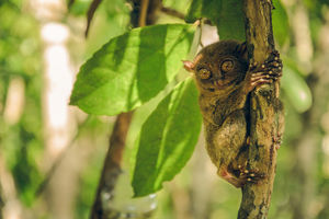 Tarsius Spectrum in Tangkoko (Sulawesi) - Indonesië - foto: Canva