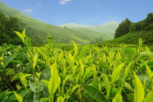 Theeplantage bij Cameron Highlands - Maleisië - foto: Canva