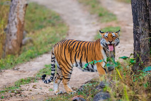 Tijger - Pench Nationaal Park - India - foto: flickr