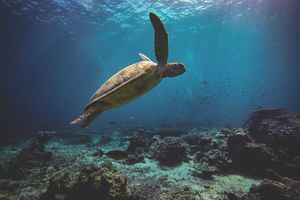 Duiken - zeeschildpad - Sipadan - Borneo - Maleisië