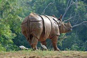 Neushoorn in het Kaziranga National Park - Kaziranga NP - India - foto: archief