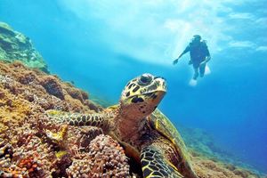 Schildpad met duiker (Gili eilanden) - Indonesië