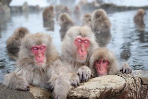 Snow monkeys