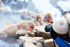 Snow Monkeys Japanse Macaques baderend in onsen hot springs Nagano