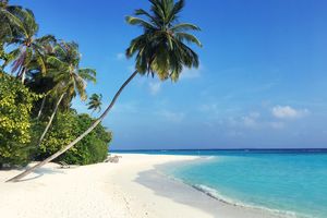 strand met palmbomen - Malediven - foto: unsplash