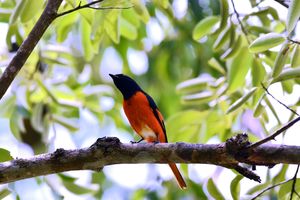 Vogel in Belum Rainforest op Banding Island - Maleisië - foto: flickr