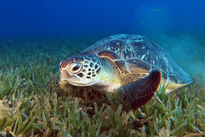 Zeeschildpad (Komodo) - Indonesië - foto: Seatrek Bali