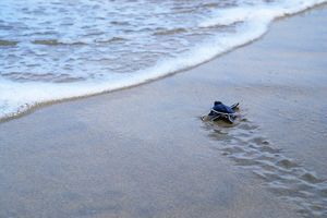 Zeeschildpad op het strand in Cherating - Maleisië - foto: flickr