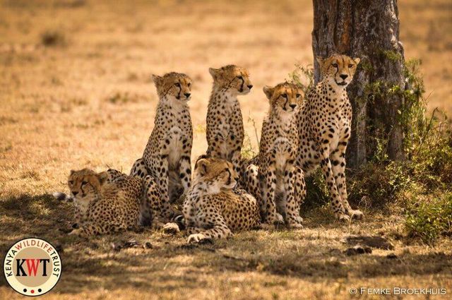 Kenya Wildlife Trust - preditors