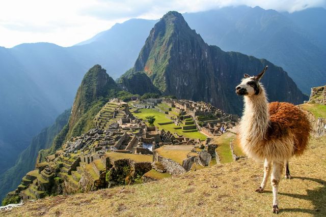 Lama bij Machu Picchu - Peru
