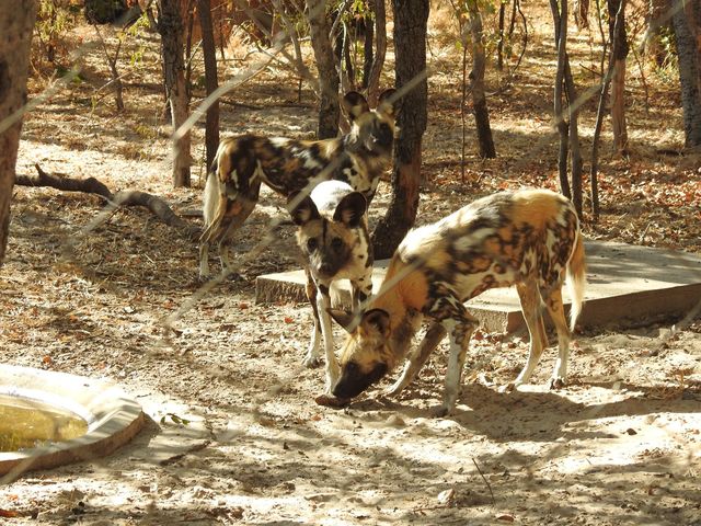 Painted Dog Conservation Centre - wilde honden - Zimbabwe