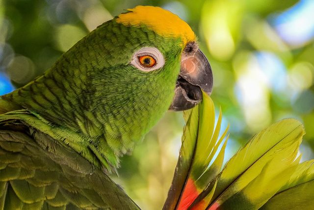 Papegaai in Tambopata National Reserve - Peru