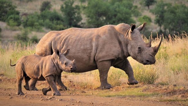 Project Rhino - bescherming van neushoorns - Zuid-Afrika