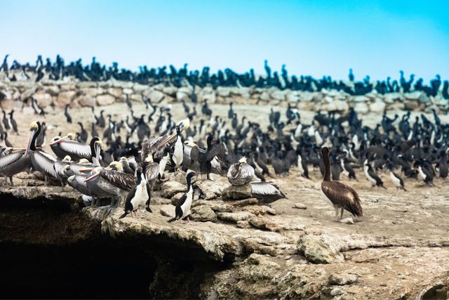 Vogels op Ballestas Eilanden - Peru