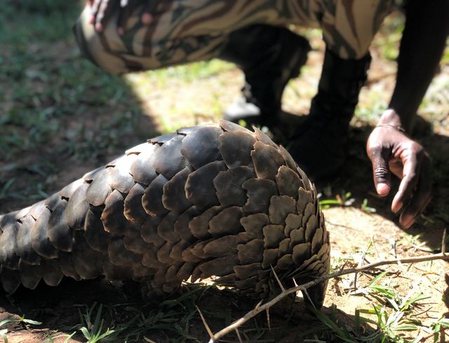 WCP Wildlife Crime Prevention - bescherming pangolin - Zambia