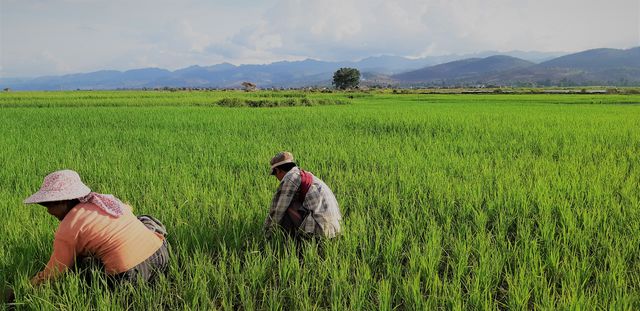 echtpaar in het rijstveld - Inle Meer - Myanmar