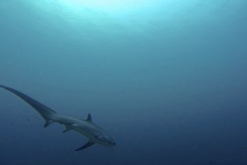 Thresher Shark (voshaai) Malapascua - Filipijnen - Flickr (Maxime Guilbot)