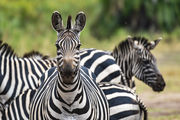 Akagera National Park - zebra - Rwanda - foto: Akagera Game Lodge