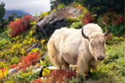 Hooglanden - Natuur - Yak - Bhutan - foto: Canva