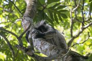 Red colobus - Zanzibar - Tanzania - foto: pixabay