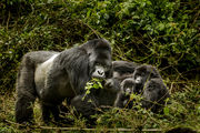 Volcanoes National Park - gorillatrekking - Rwanda - foto: Visit Rwanda