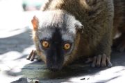 Close-up lemuur Isalo - Isalo - Madagaskar - foto: Martijn Visscher