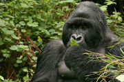 Gorilla in het Volcanoes National Park - Volcanoes National Park - Rwanda - foto: Lokale agent