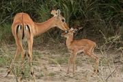 Impala's in het Akagera National Park - Akagera National Park - Rwanda