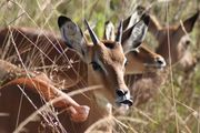 impala - Serengeti - Tanzania