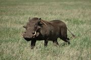 Wild zwijn - Ngorongoro Crater - Tanzania